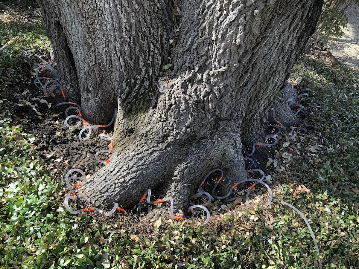 Detailed Tree Cabling and Bracing job site in National Park