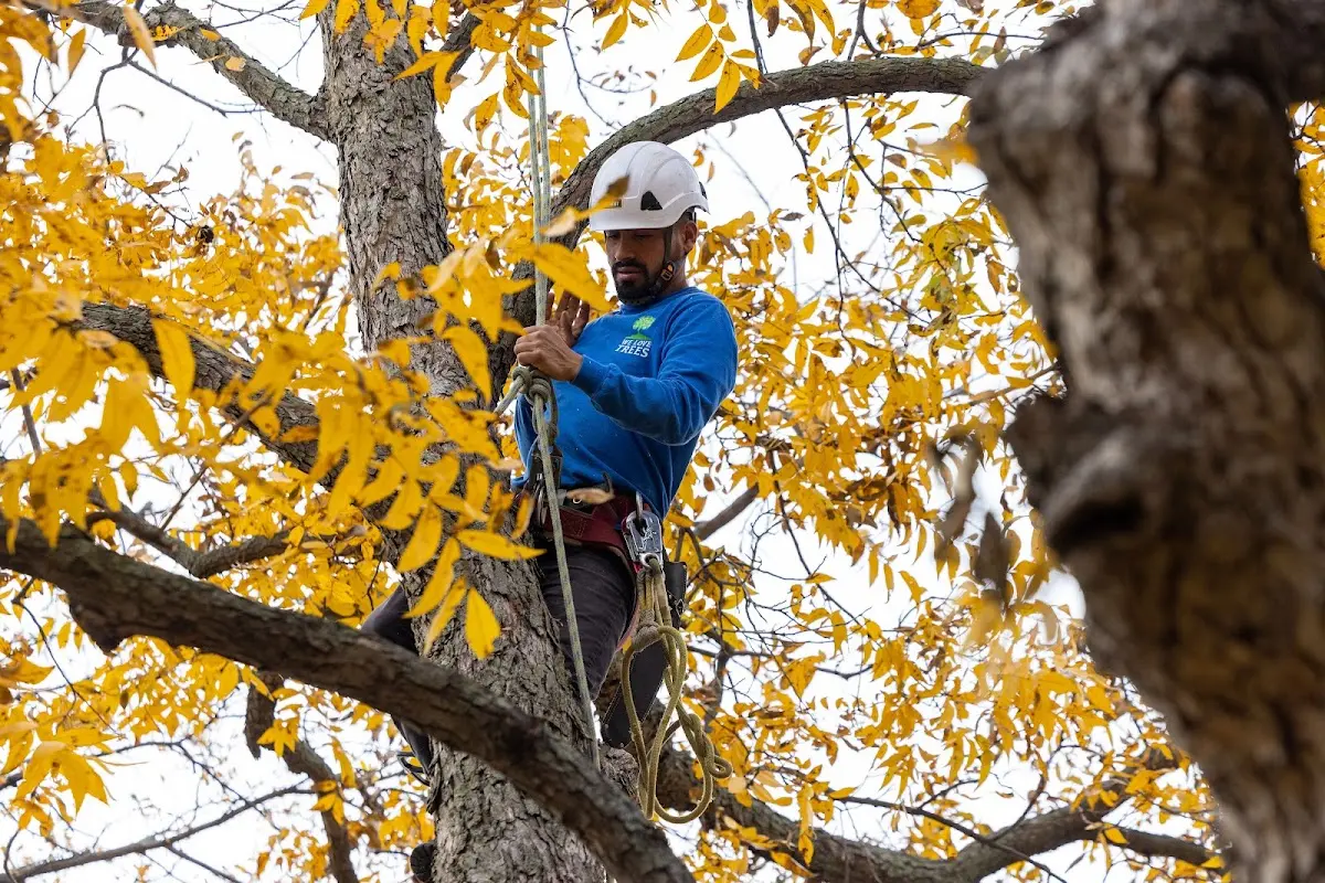 Skilled Tree Pruning crew working in National Park