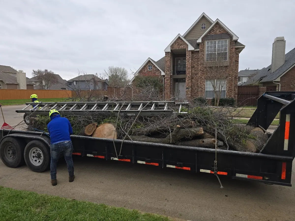Expert Tree Removal with proper safety equipment in National Park